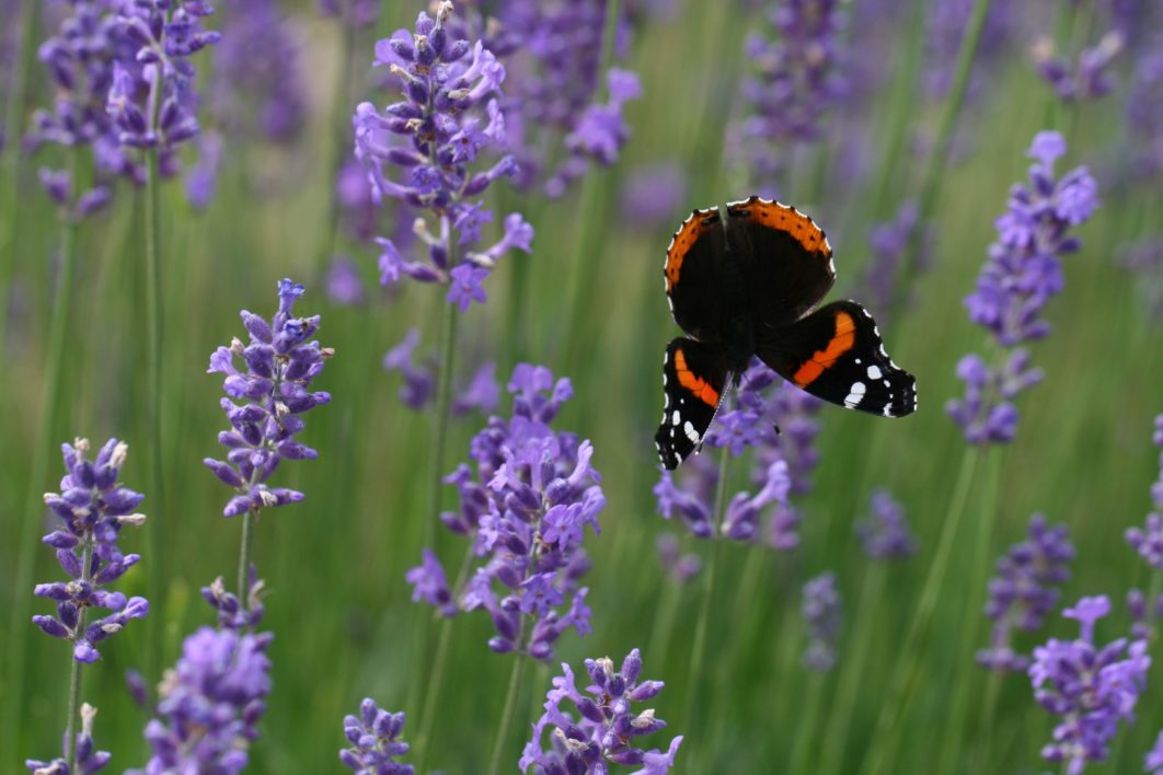 Butterfly on Flower
