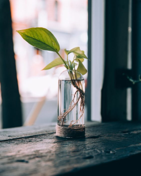 Plant Vase Window