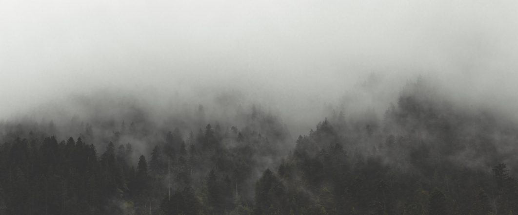 Fog Trees Nature