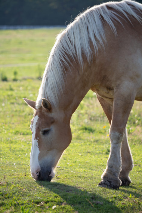 Horse Countryside Animal