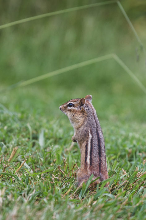Chipmunk Wildlife