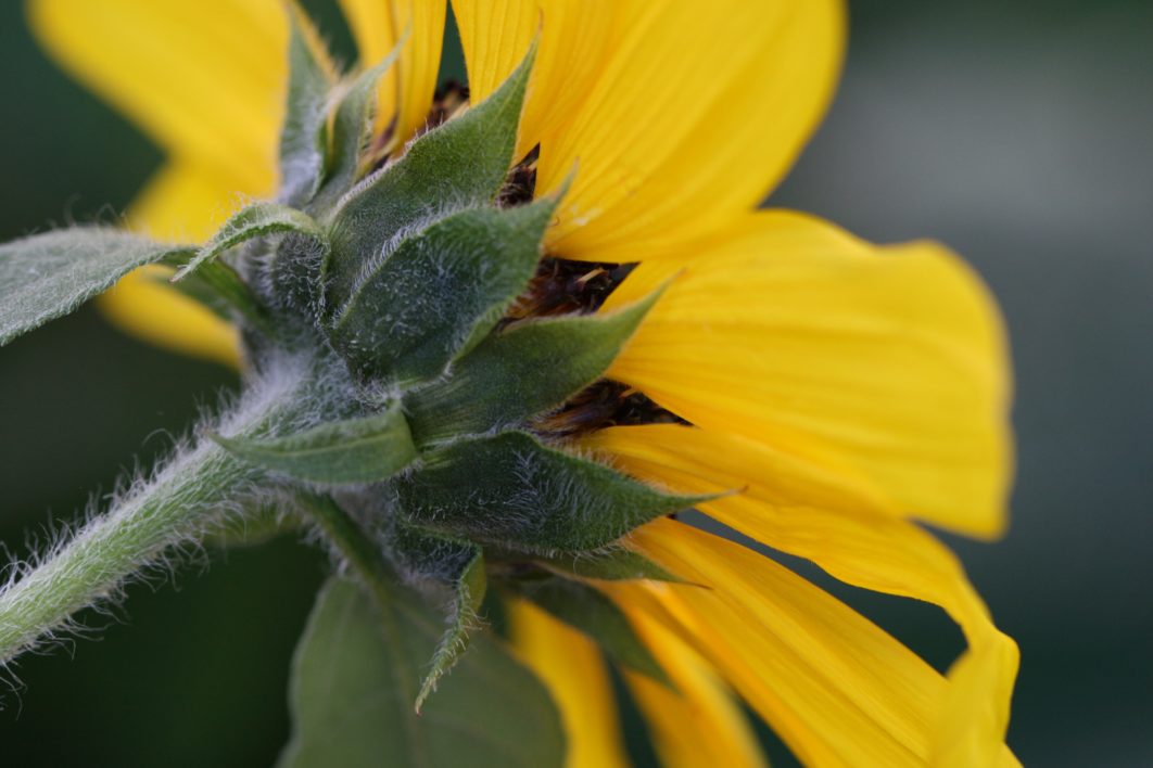 Yellow Flower Close Up