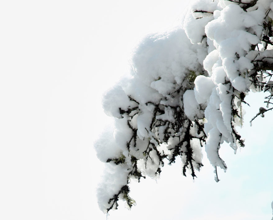 Snow Branch
