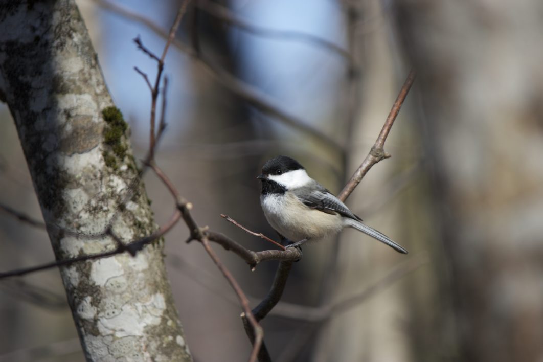 Bird Tree