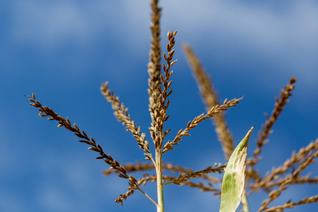 Tall Grass and Sky