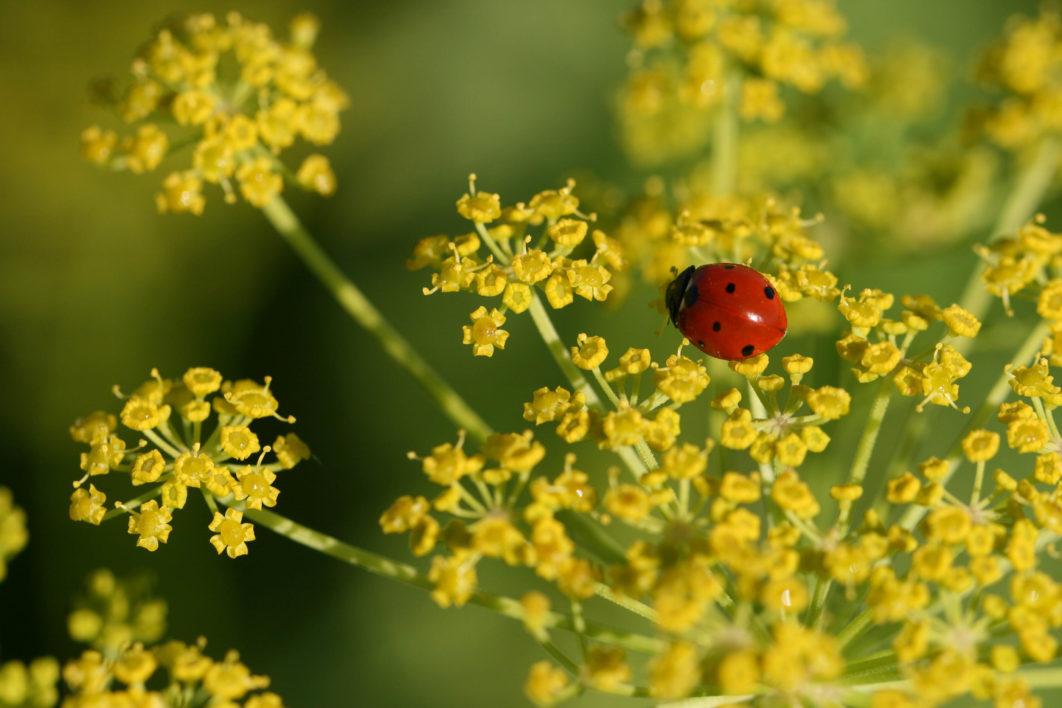 Ladybug Close up