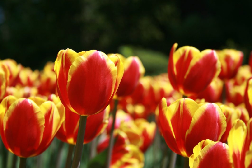Tulip Flower Close up