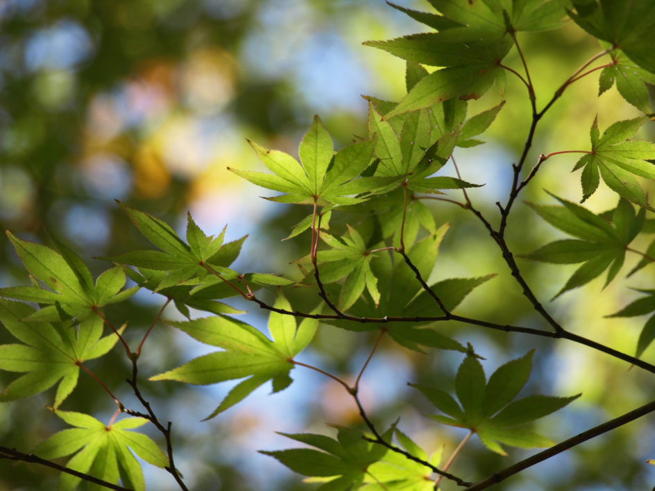 Tree Leaves
