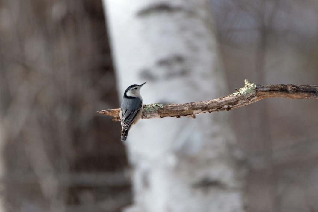 Bird Wildlife Tree