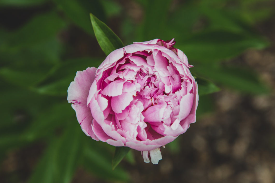 Pink Flower Garden