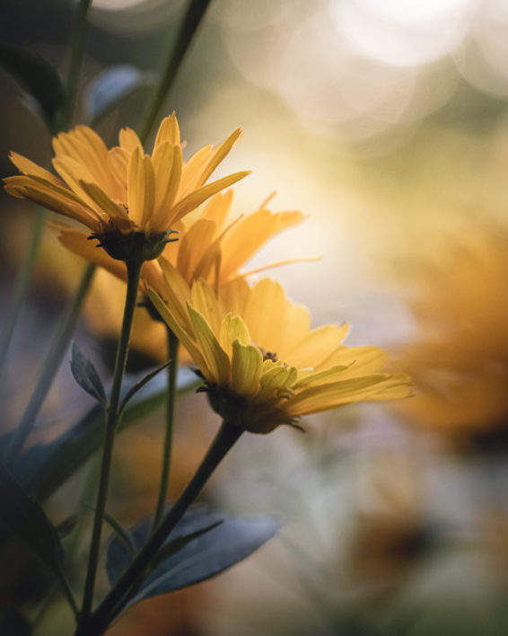Bokeh Daisies