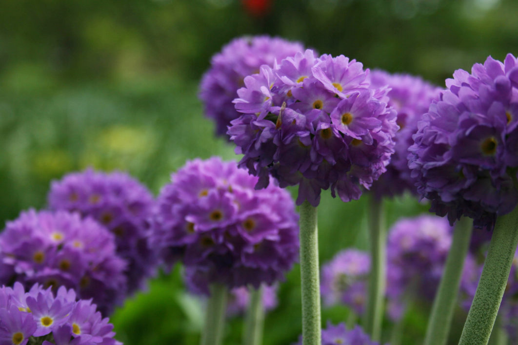 Purple Flowers