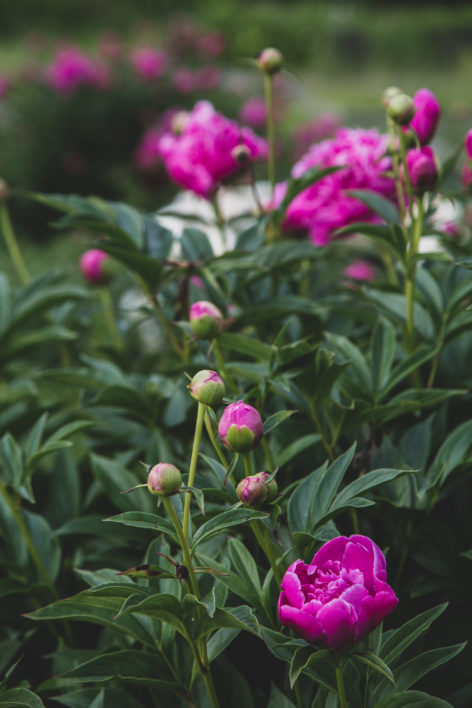 Pink Flowers Garden