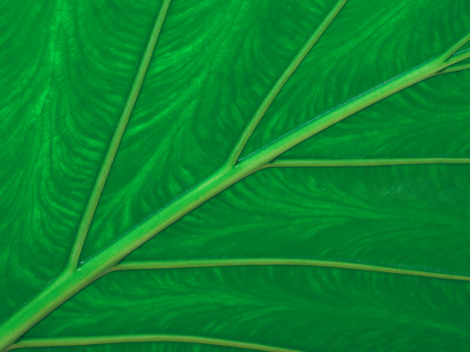 Green Leaf Macro