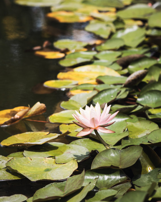 Lily Pads