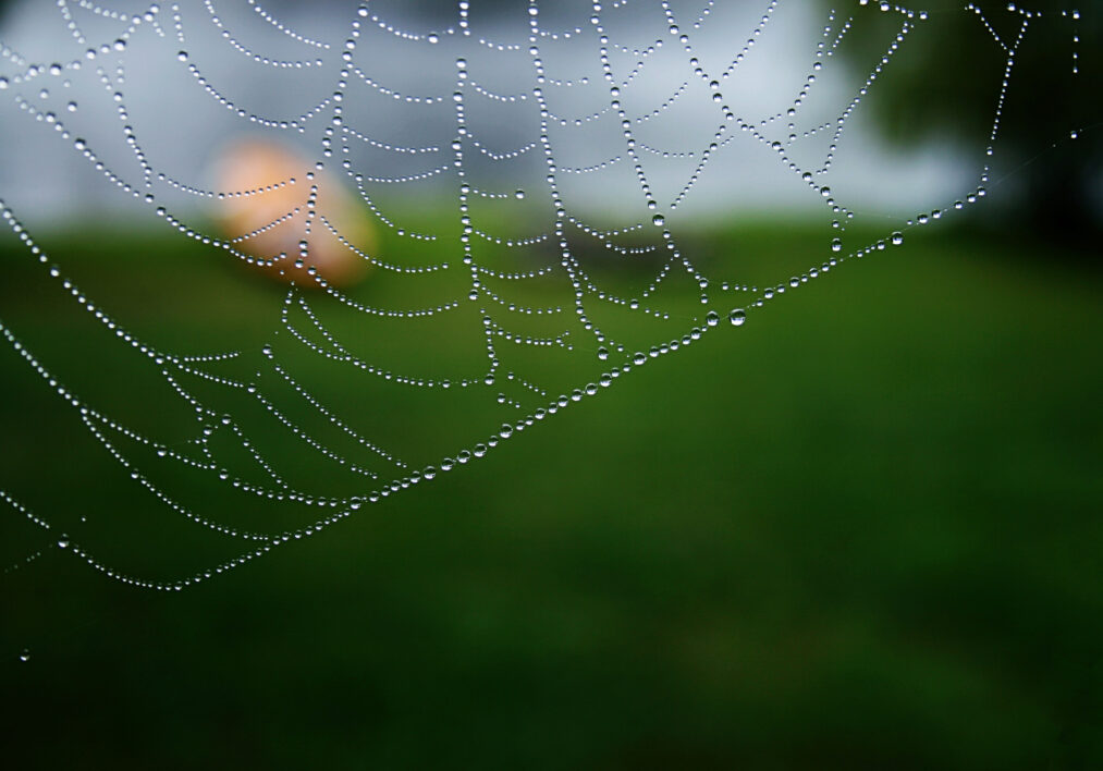 Spider Web Close
