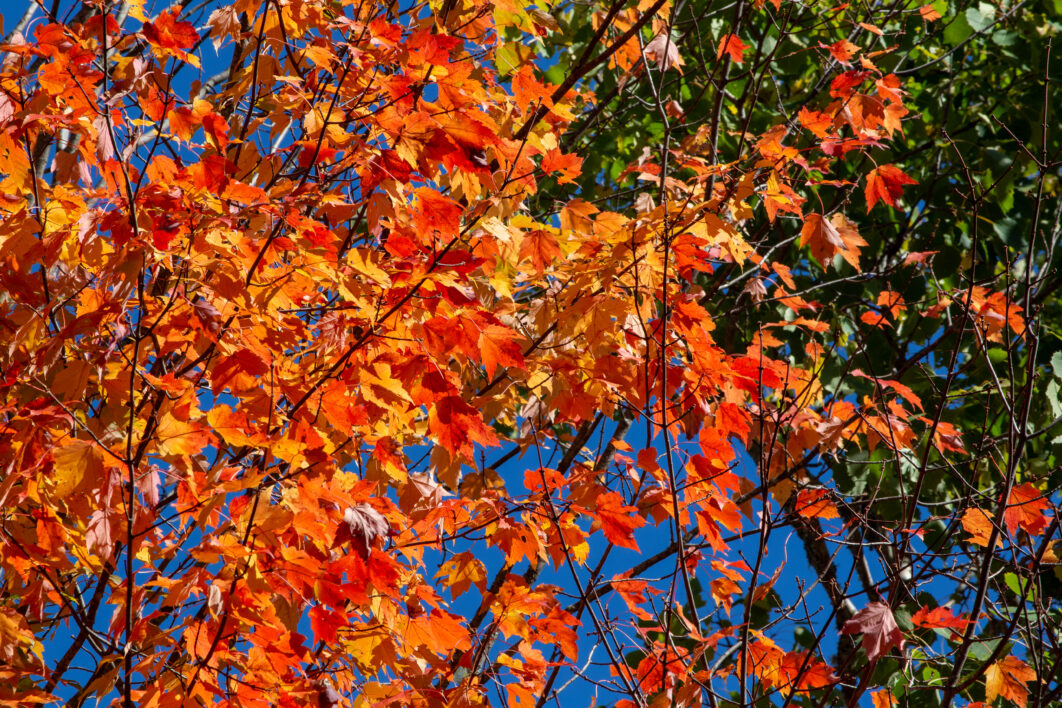Bright Autumn Leaves