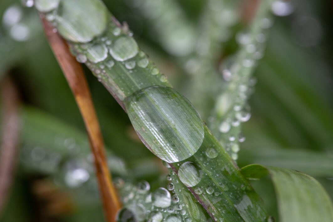 Grass Dew Rain