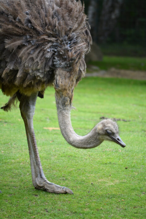 Ostrich Bird