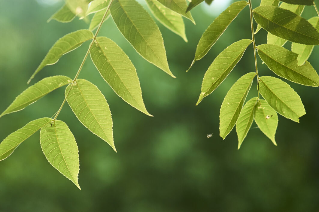 Green Leaves Close up