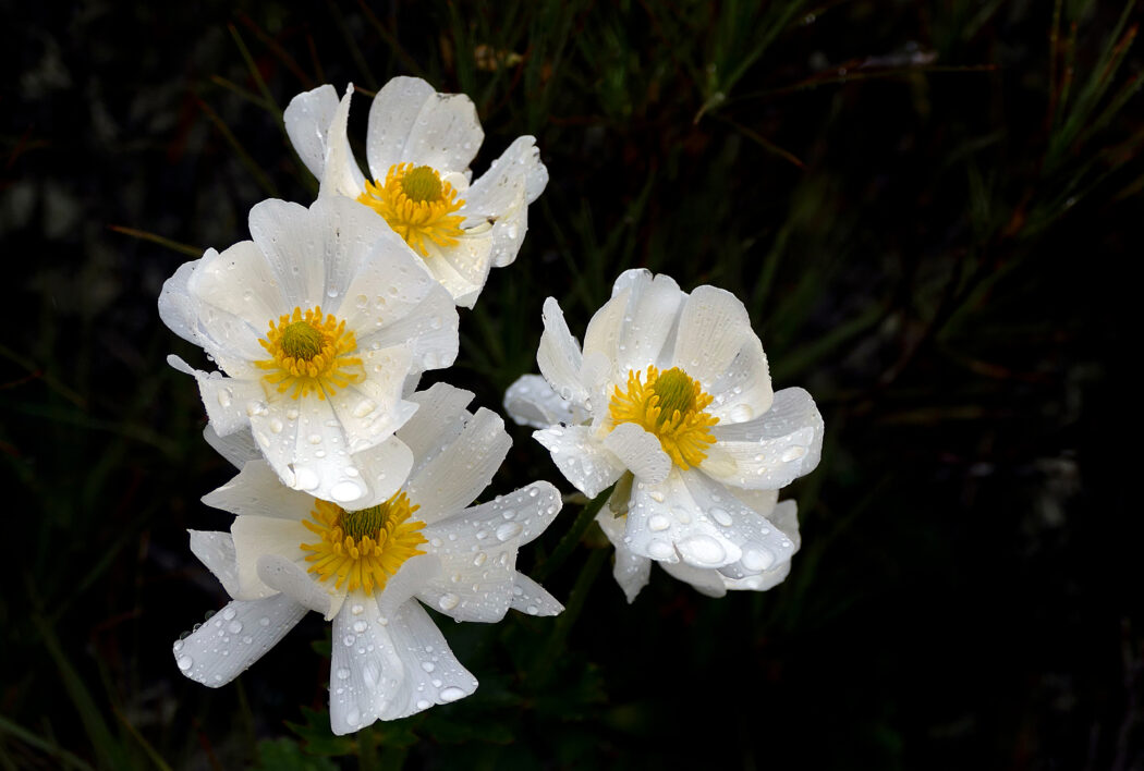 Flower Drops Wet