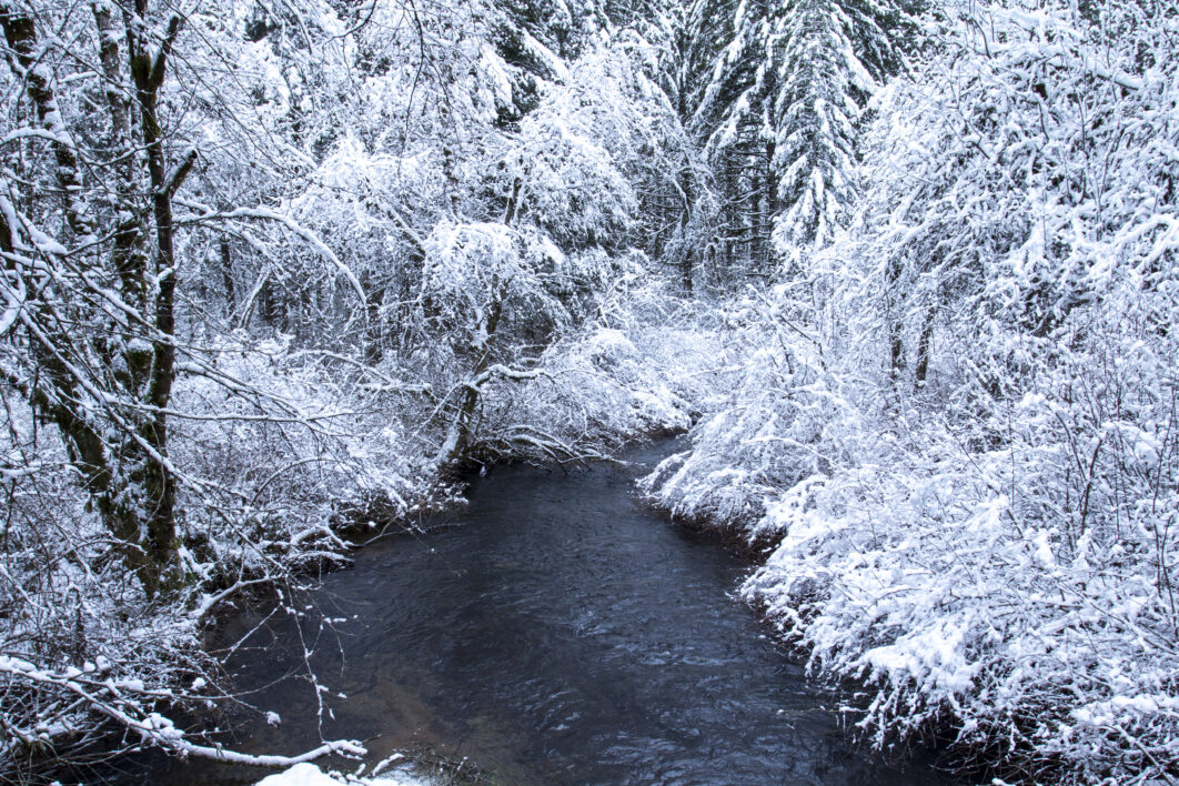 Trees Winter Snow