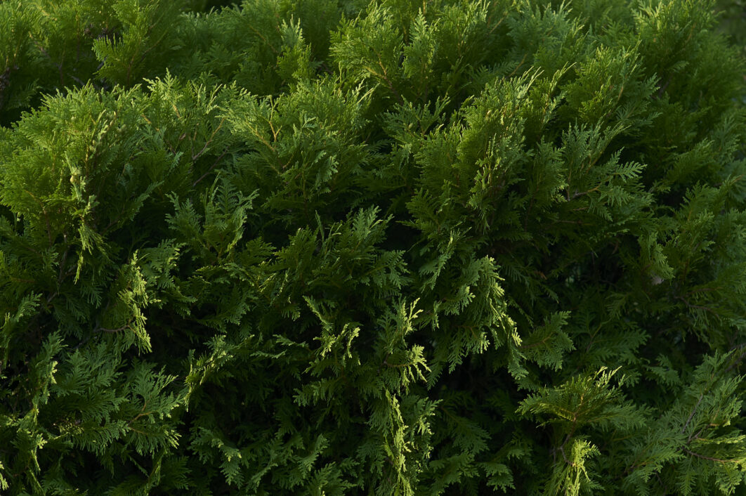 Green Bush Background