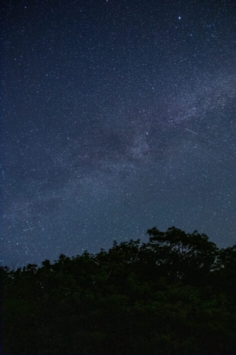 Tree Night Starry