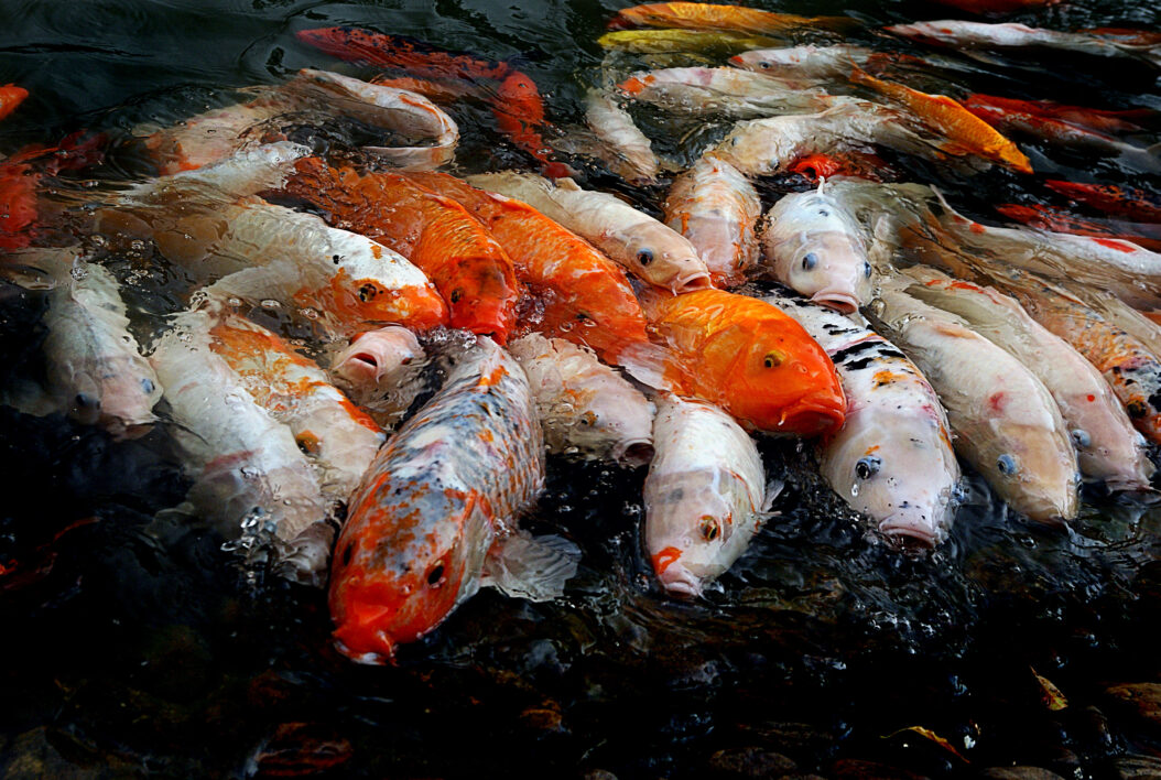 Koi Fish