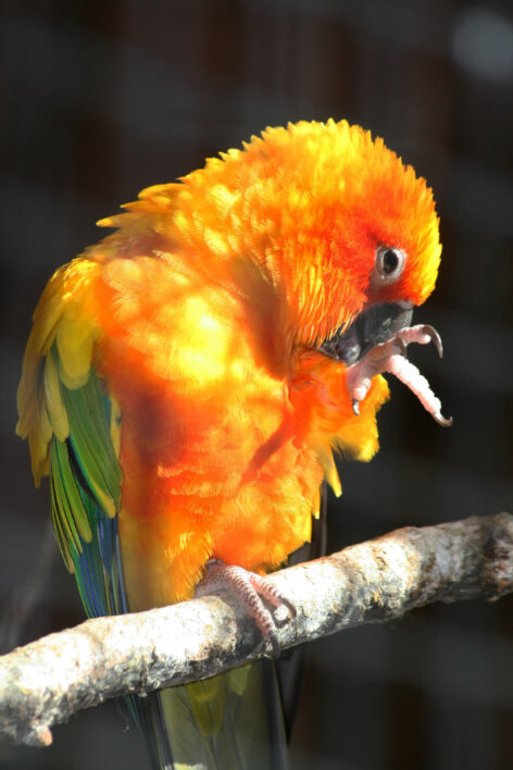 Parrot Bird