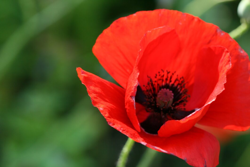 Poppy Flower Close up