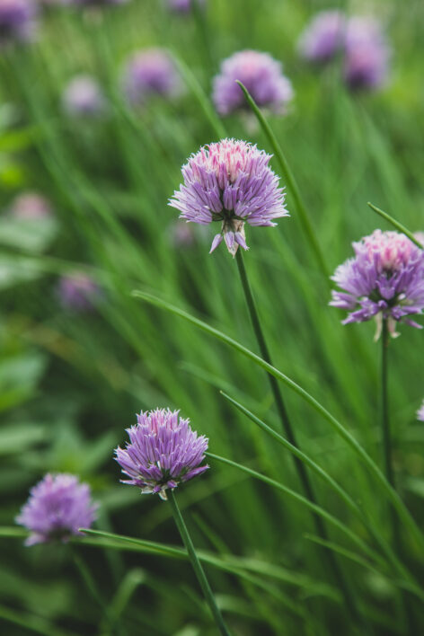 Chives Blossom Garden