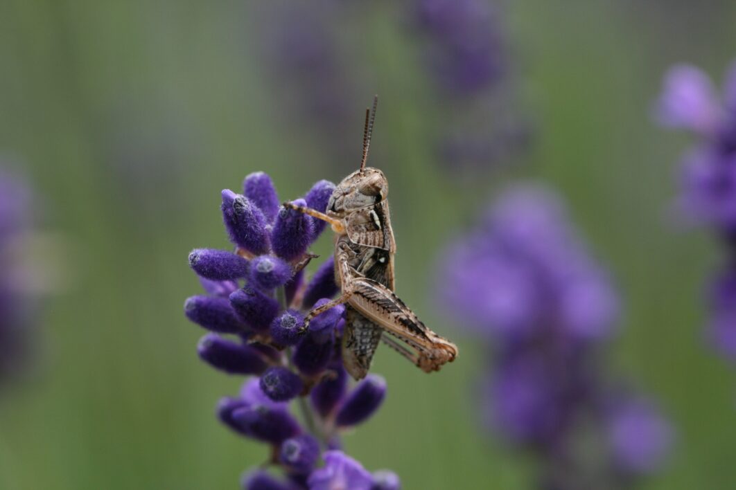 Grasshopper Close