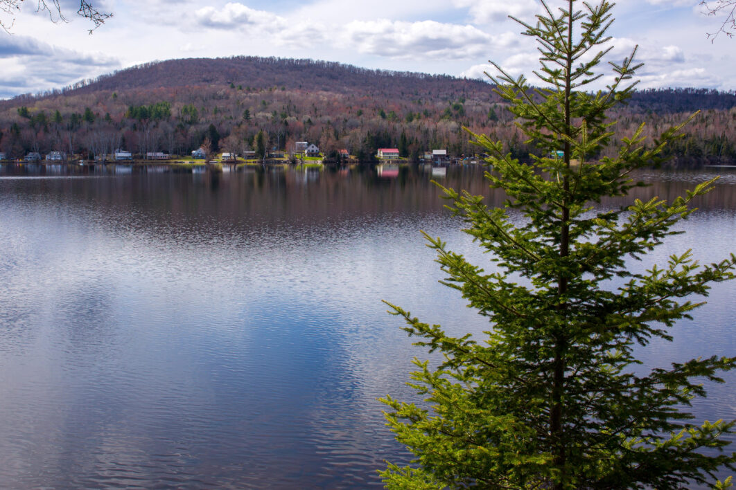 Lake Water Tree