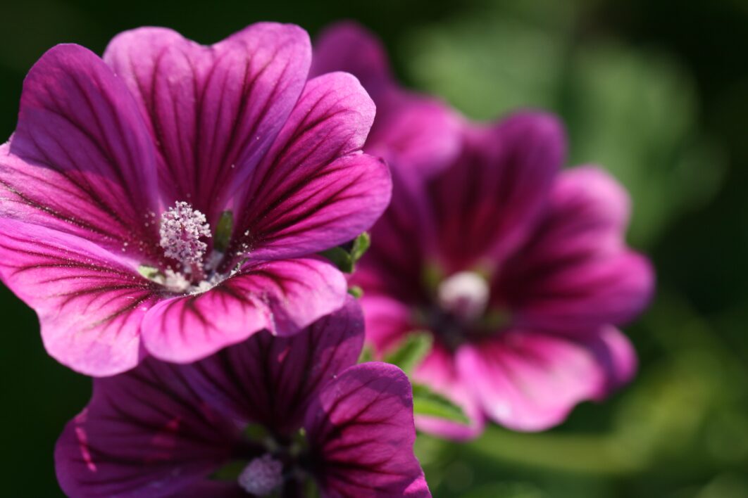 Purple Flower Background