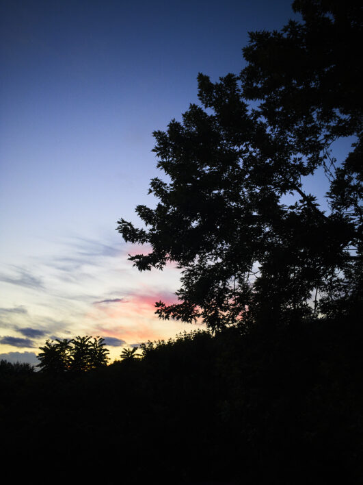 Sunset Trees