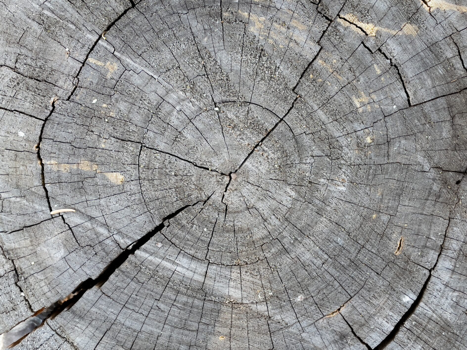 Tree Stump Background