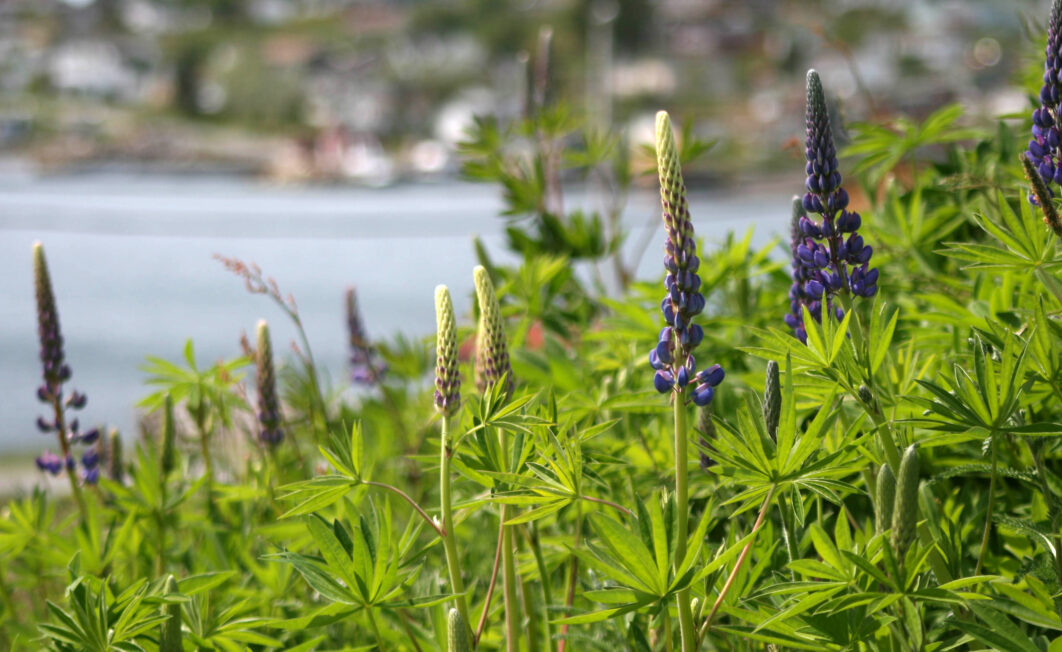 Lupine Flowers Field