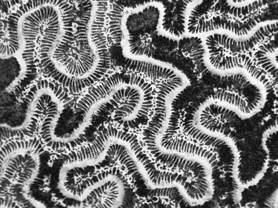 Coral Texture Background