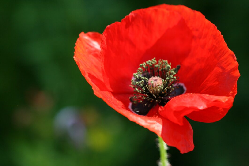 Poppy Flower