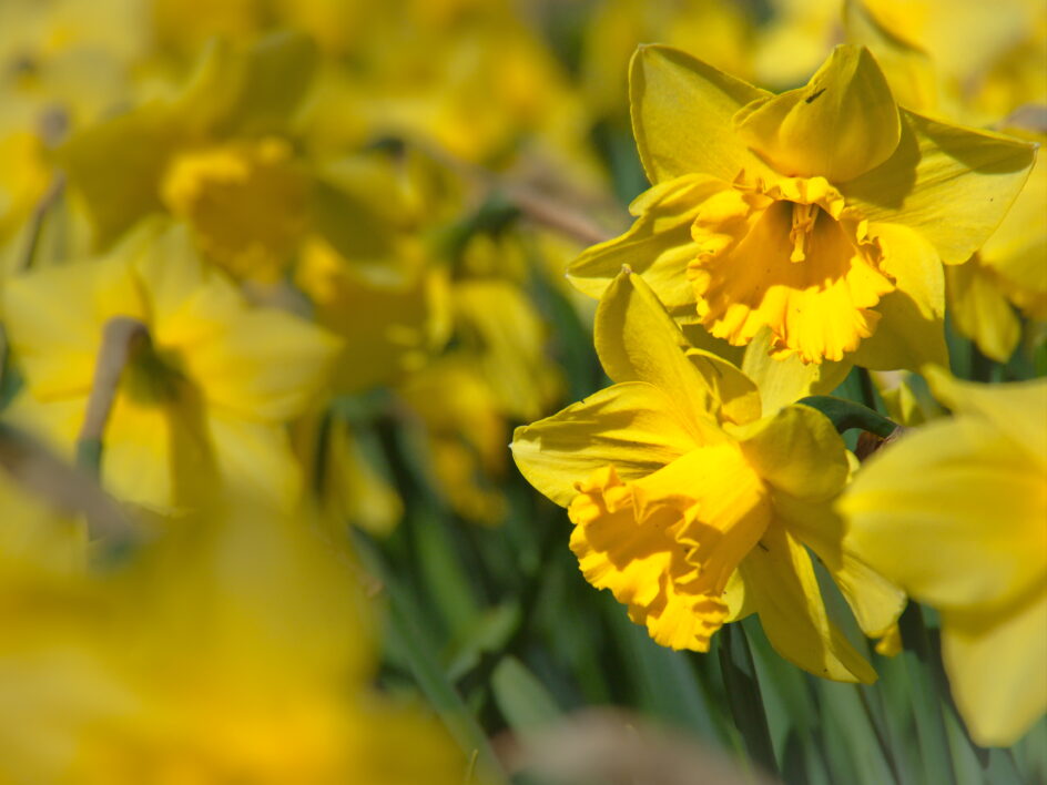 Yellow Daffodil Flowers