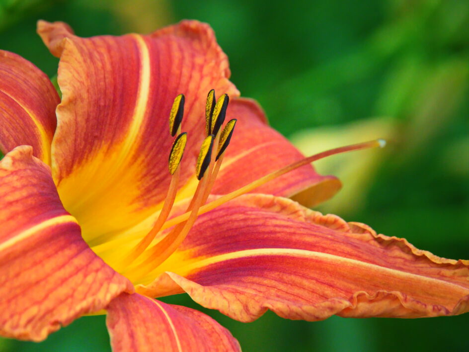 Lily Flower Garden