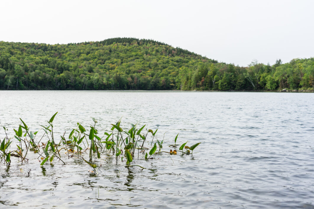 Pond Reeds Water