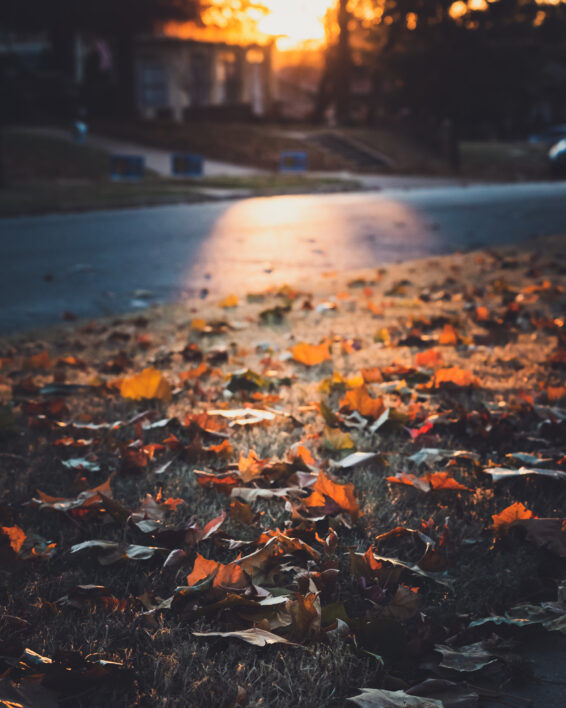 Fallen Leaves Nature