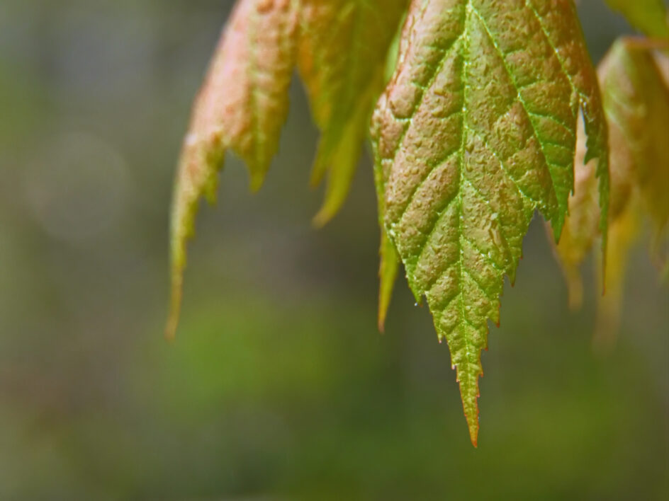 Fall Leaf Nature