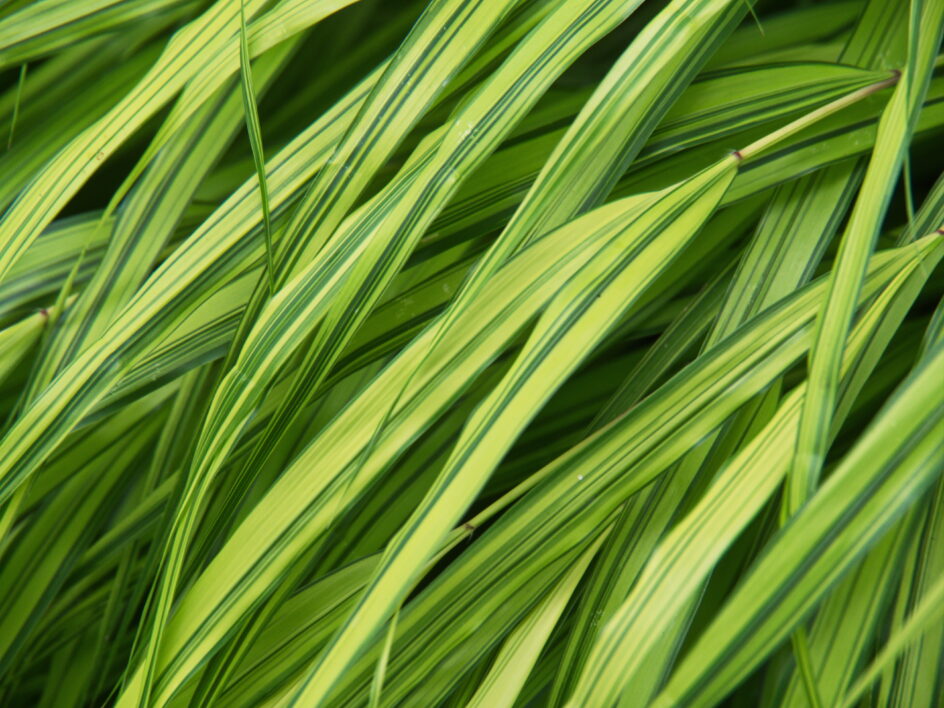 Grass Texture Background