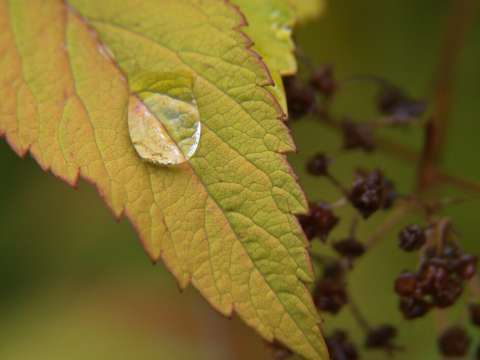 Water Drop Leaf
