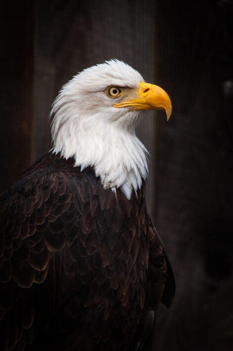 Bird Eagle Nature