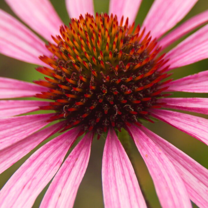 Macro Flower Blossom