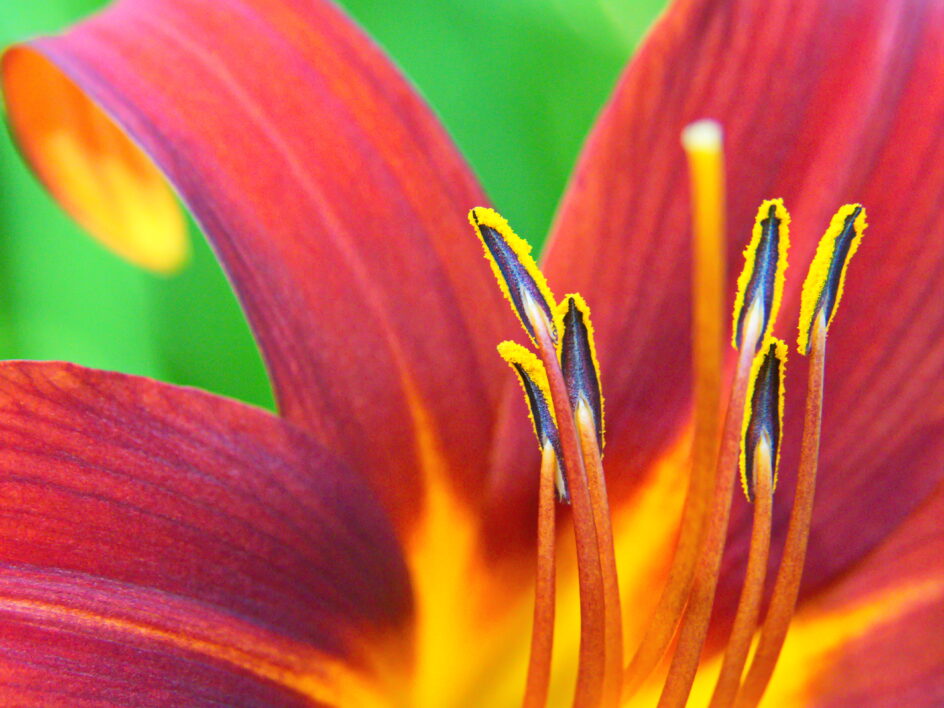 Macro Flower Background